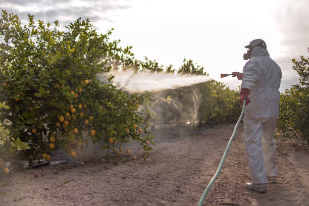 Best Local Pest Control Services  in Rutherford College, NC