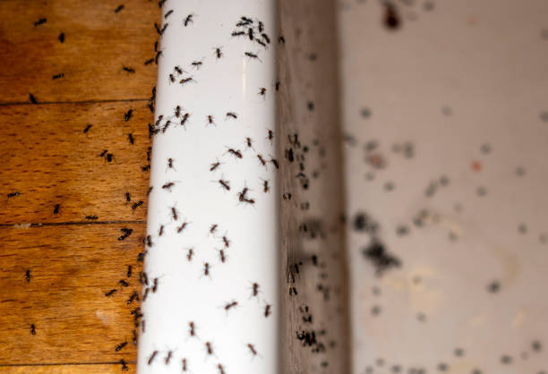 Bird Control in Rutherford College, NC