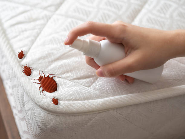 Best Ant Control Services  in Rutherford College, NC