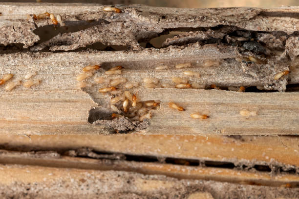 Best Wasp Removal Services  in Rutherford College, NC