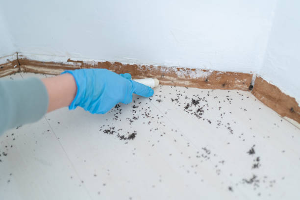 Best Bed Bug Extermination  in Rutherford College, NC